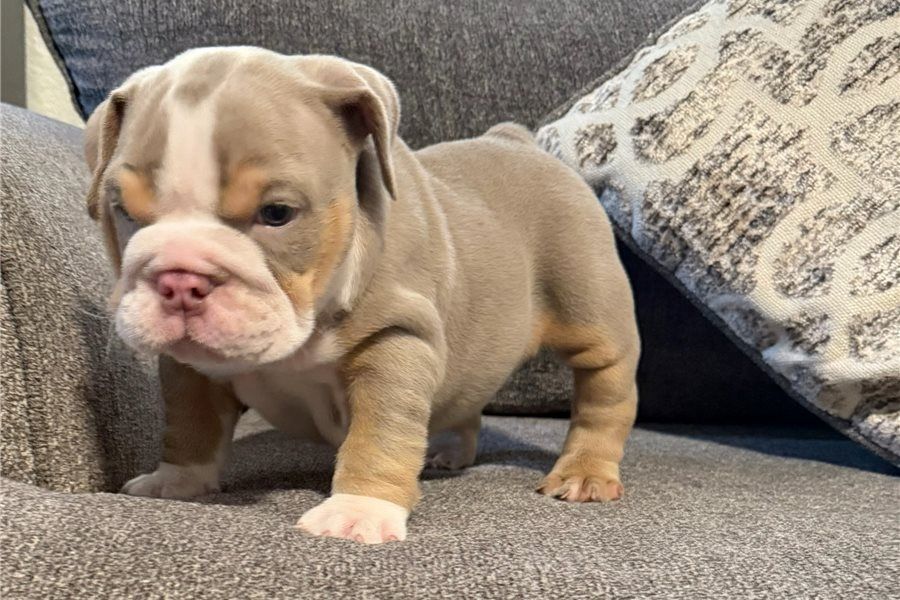 Englische bulldogge Englische bulldogge