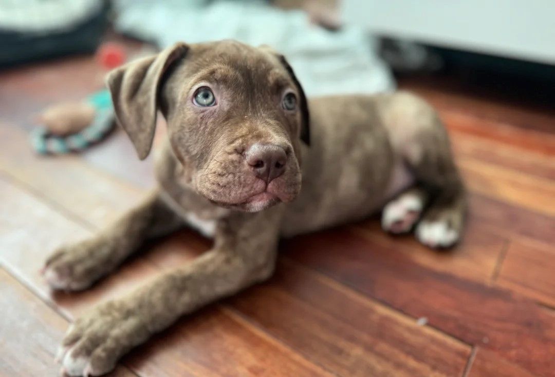 Amerikanische Bulldoggenwelpen zu verkaufen