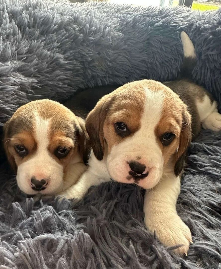 Reinrassige Beagle-Welpen