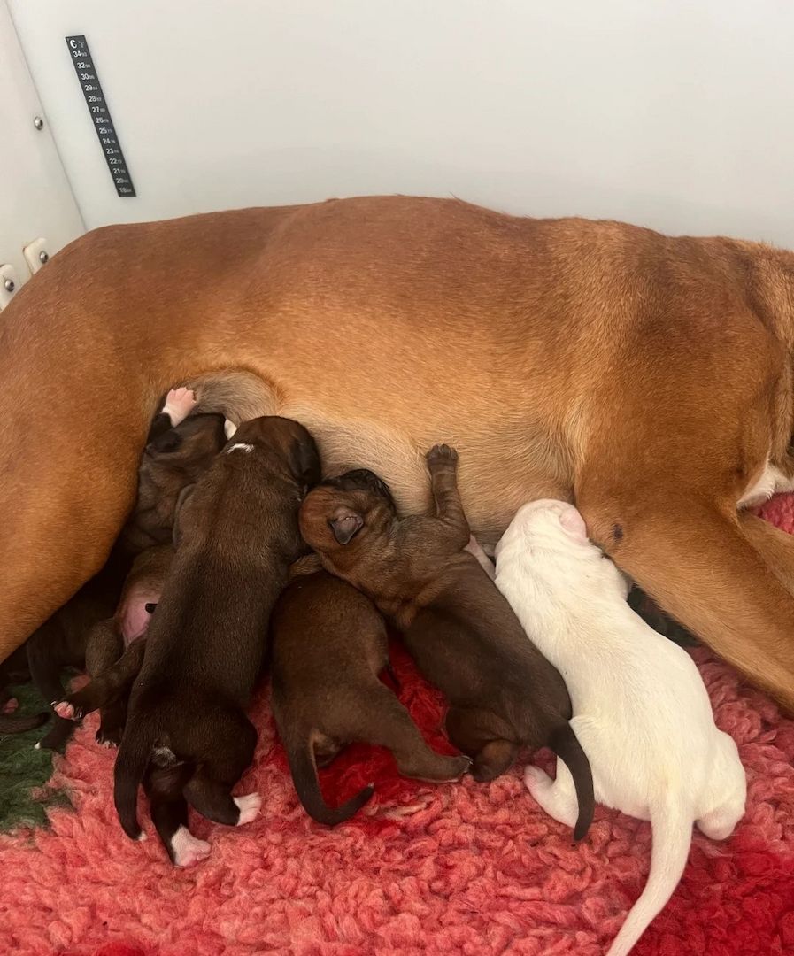 Kc Wunderschöne rot-weiße Boxerwelpen