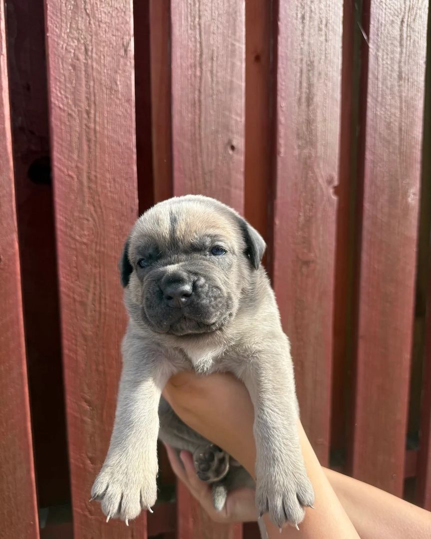 Cane Corso Welpen zu verkaufen – 7 Rüden & 4 Hündinnen