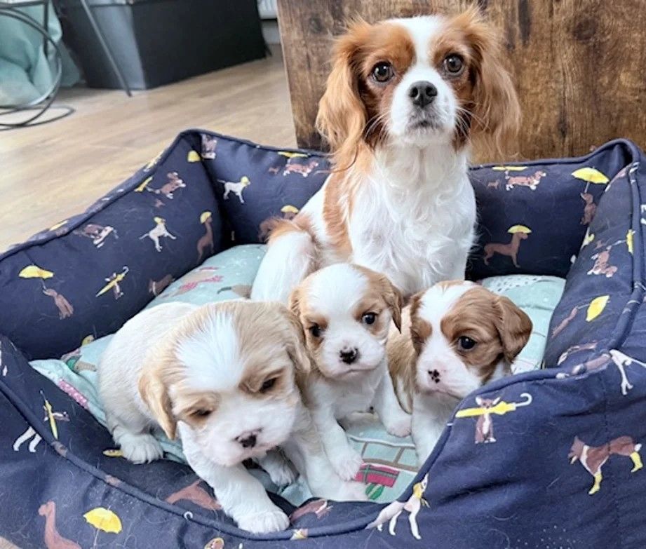 3 entzückende Cavalier King Charles Welpen zu verkaufen