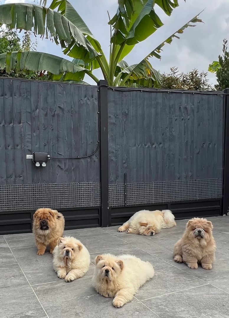 Nur noch 2 weibliche Chow-Chow-Welpen verfügbar.