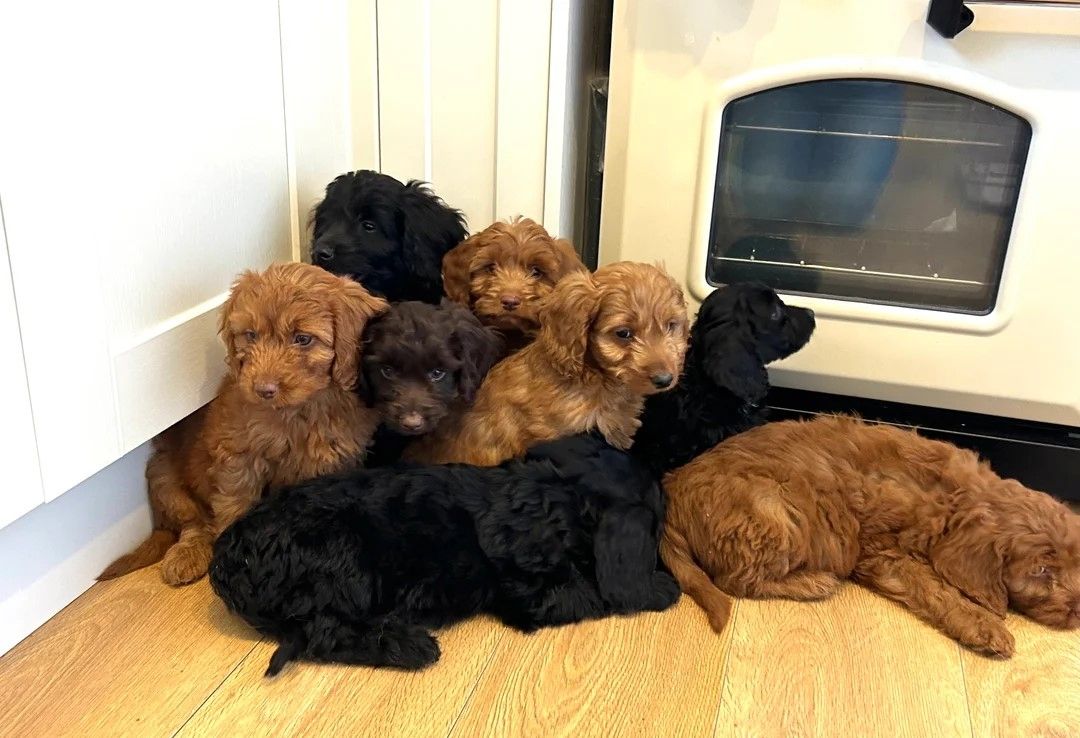 Wunderschöne Miniatur-Teddybär-Cockapoo-Welpen