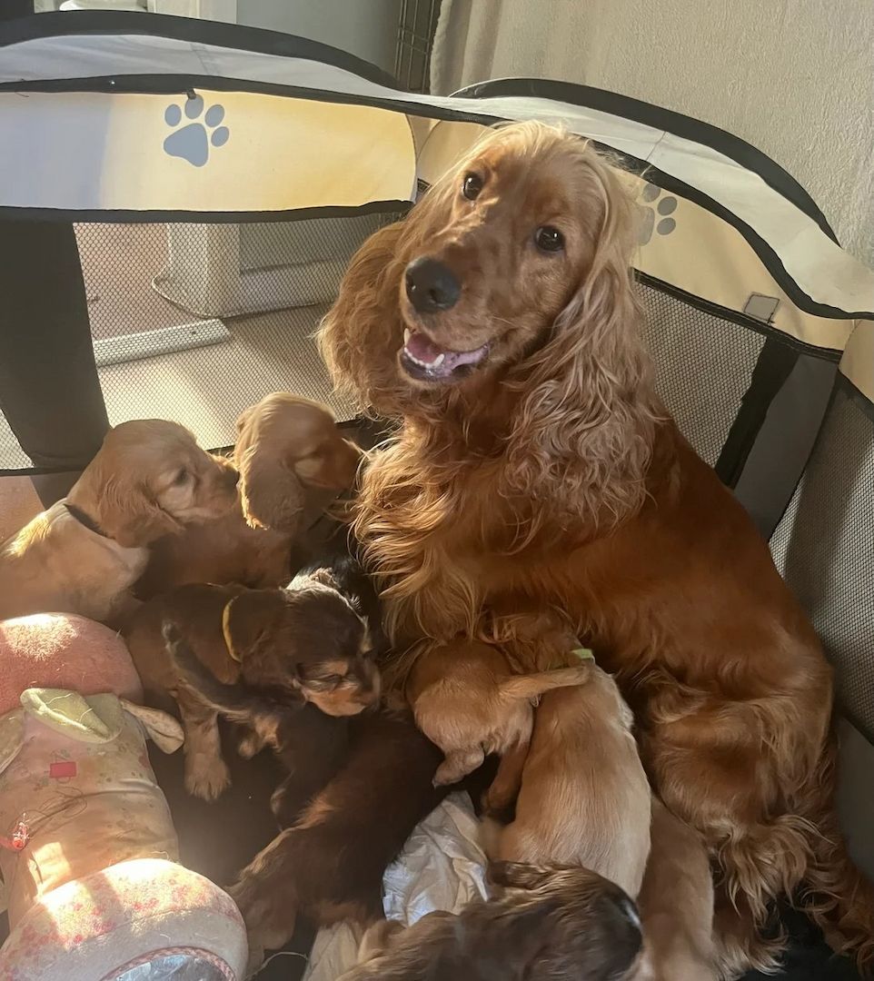 🐾Originale Cocker-Spaniel-Welpen vom Showtyp🐾