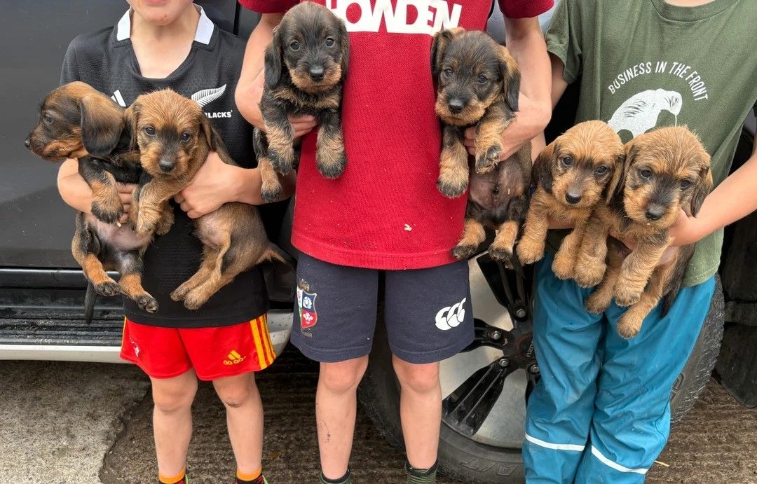 Standard-Drahthaardackel (Teckel) Welpen