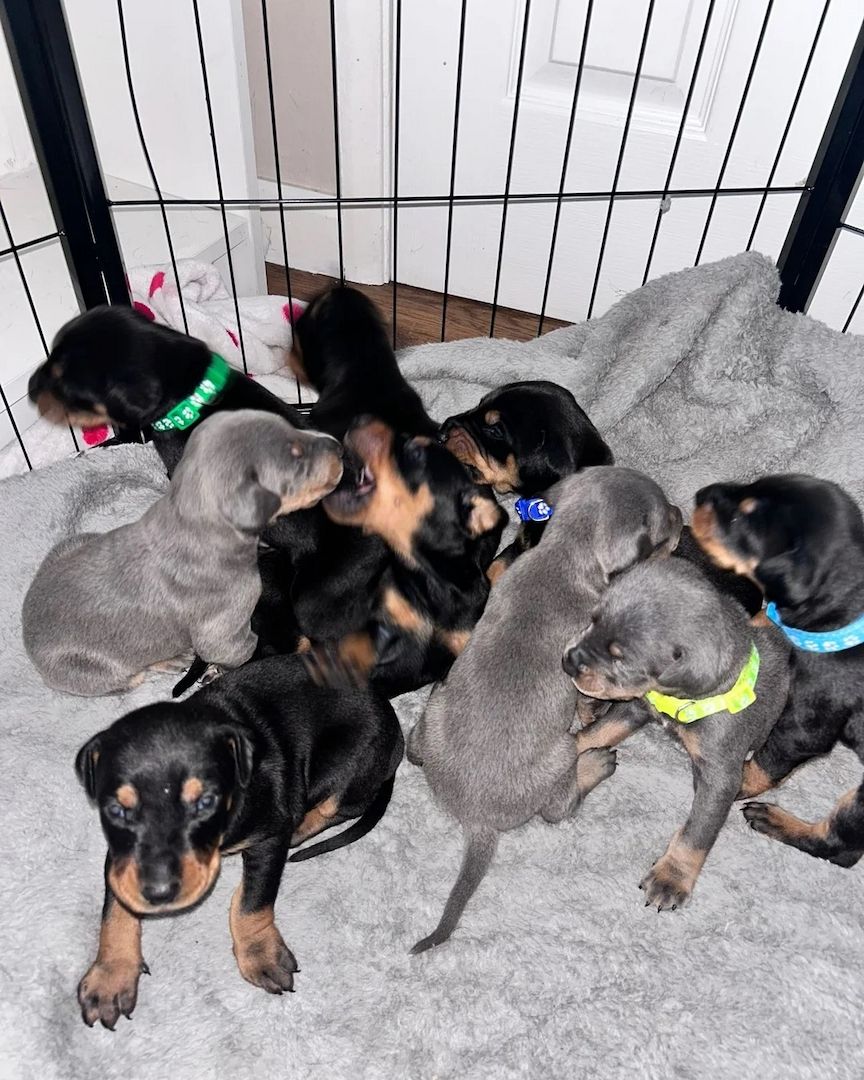 ⭐️⭐️⭐️⭐️⭐️KC Reg, Supreme Dobermann-Welpen.