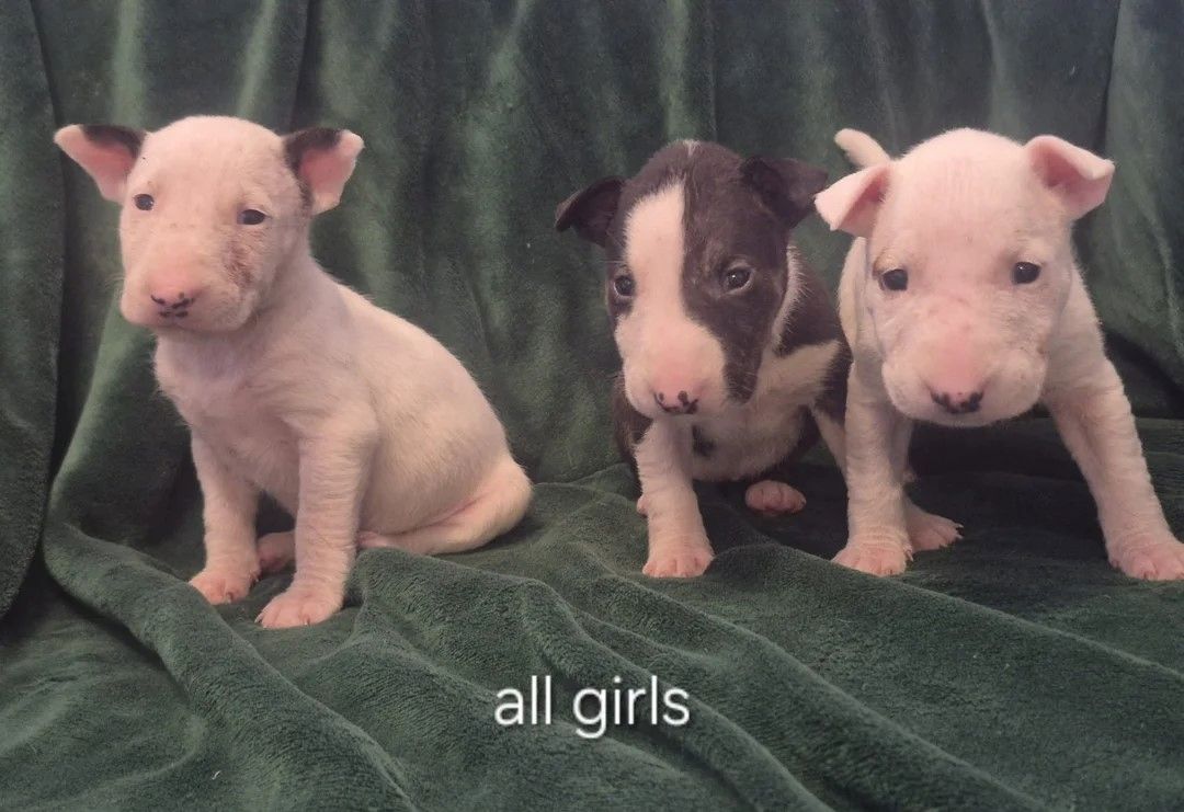 Bereit zum Auszug: 7 English Bull Terrier Welpen