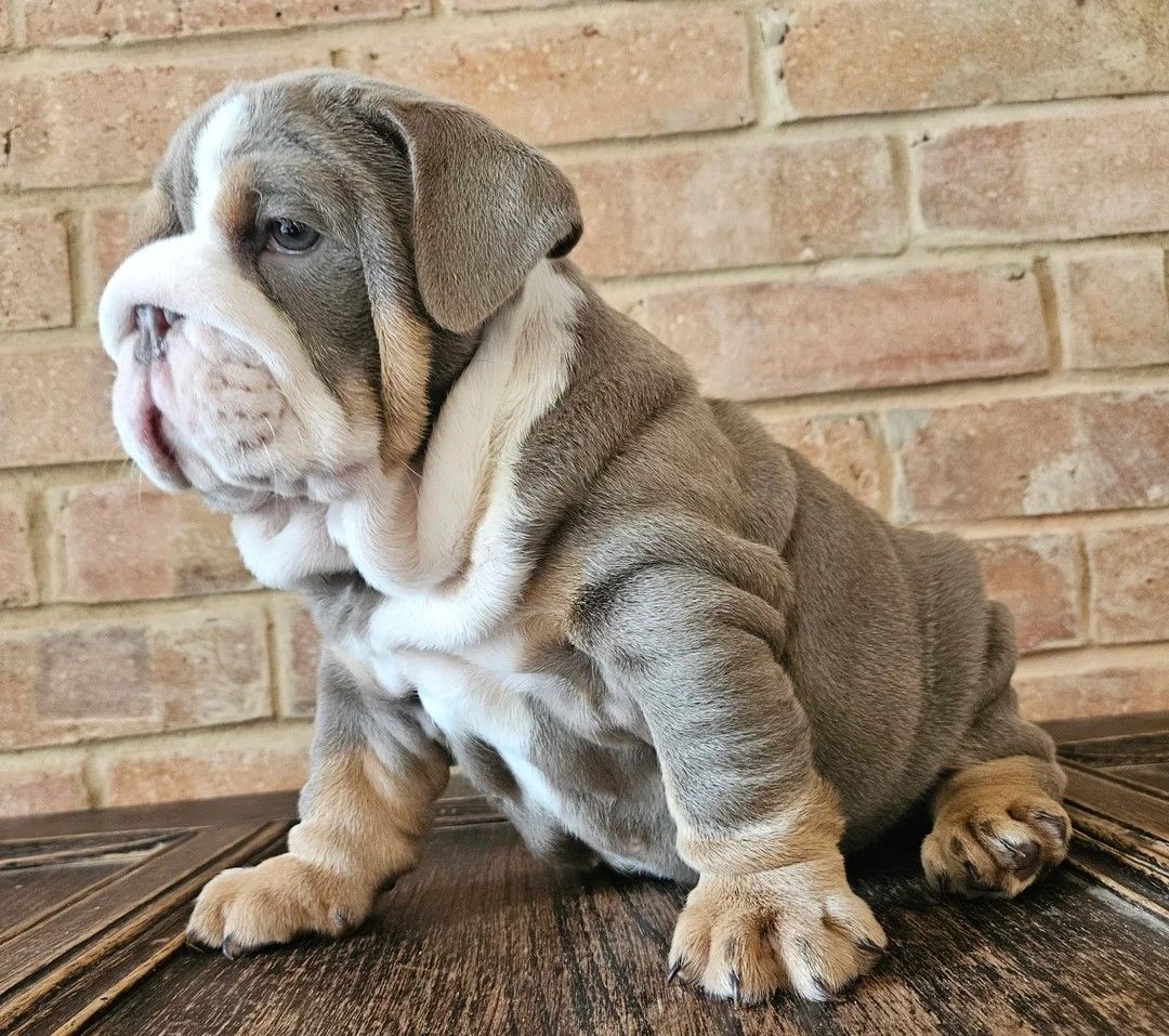 Hervorragende KC English Bulldogs, Welpen von höchster Qualität