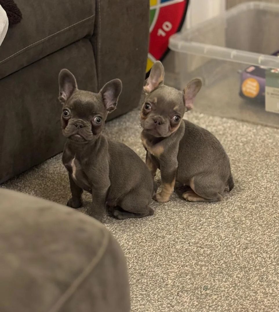 Full KC Französische Bulldoggenwelpen zu verkaufen