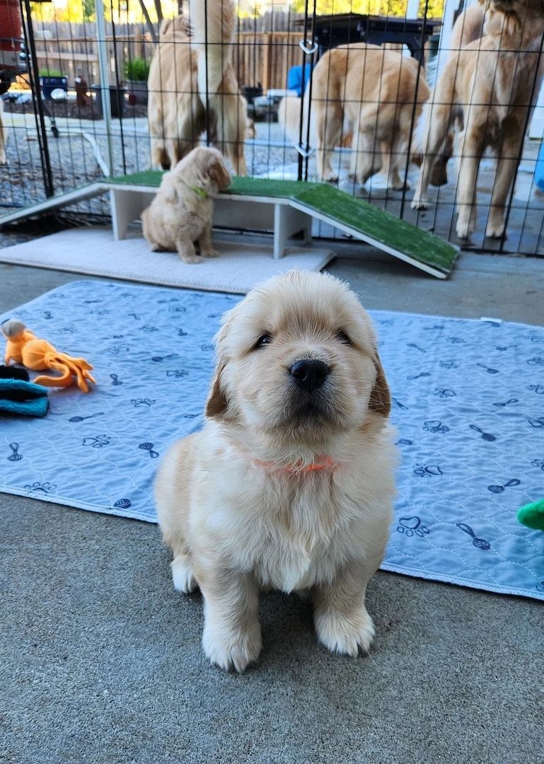Wurf Golden Retriever-Welpen jetzt bereit.