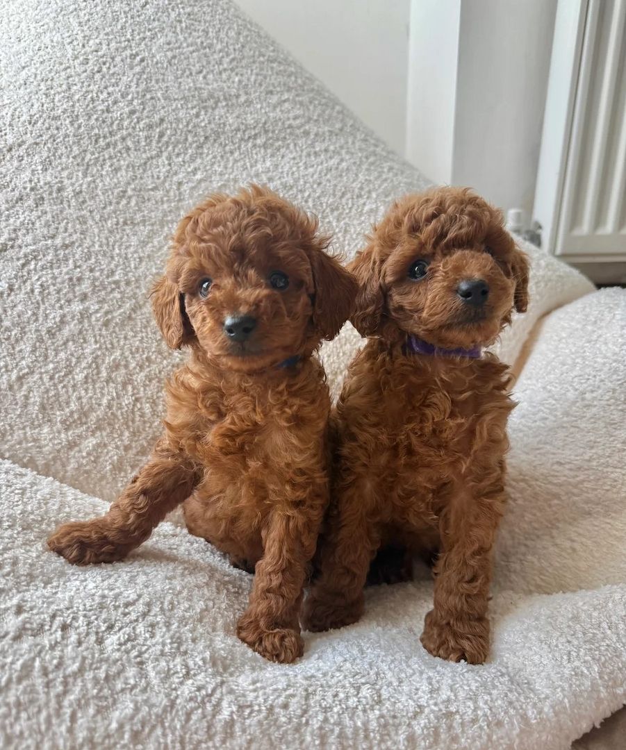 Absolut atemberaubende rote Zwergpudelwelpen