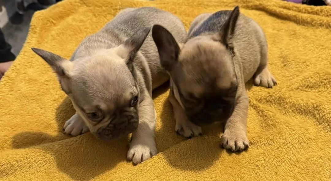 Mopswelpen bereit für ihr endgültiges Zuhause!