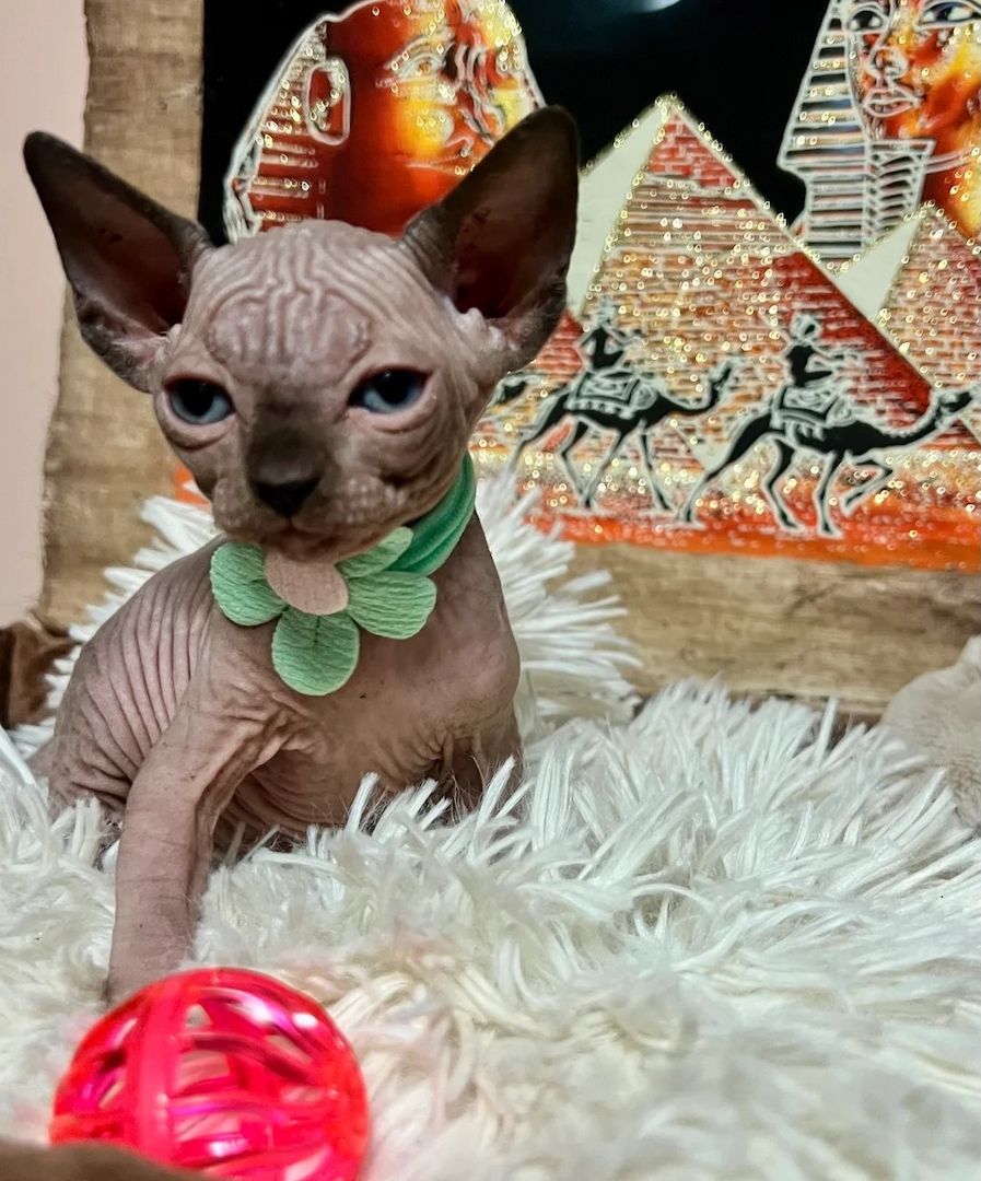Unsere süßen Sphynx-Kätzchen sind abholbereit.