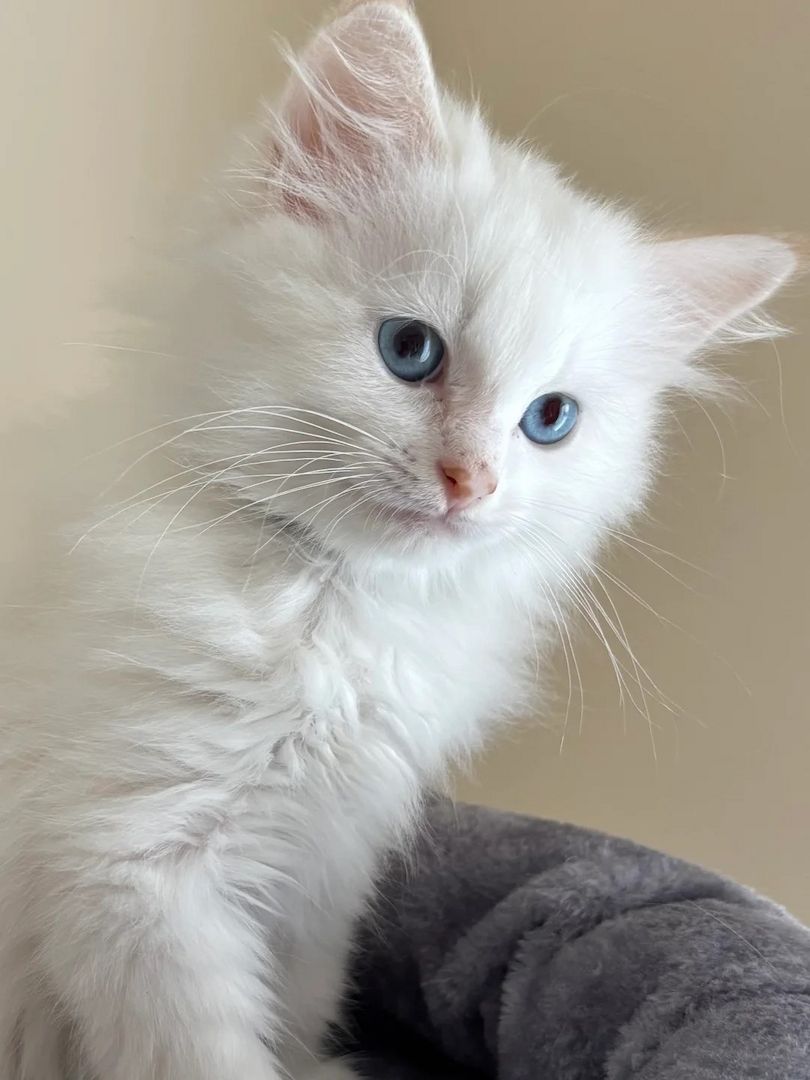 Registriertes sibirisches Kätzchen zu verkaufen