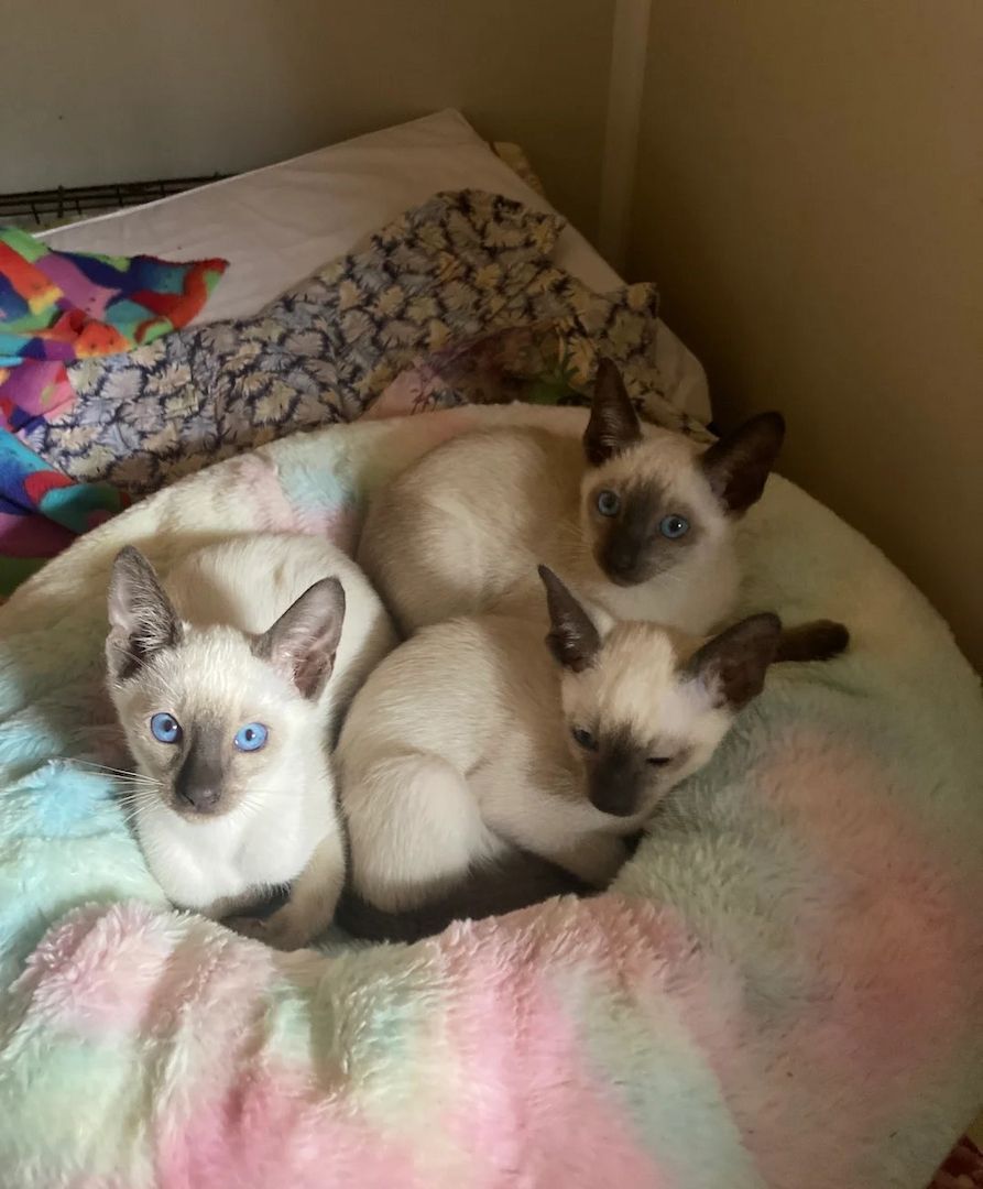 Zwei wunderschöne Siamkätzchen