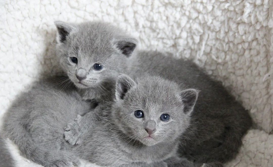 Zwei wunderschöne Russisch Blau Kätzchen