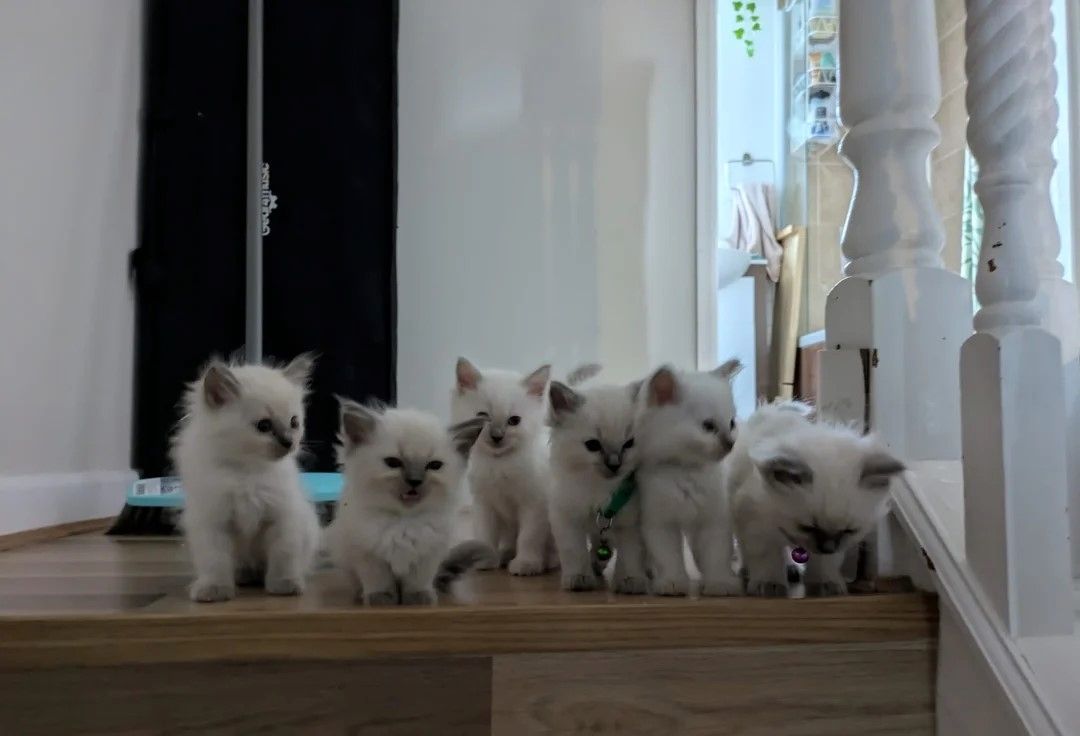 AKTIVE registrierte Ragdoll-Kätzchen