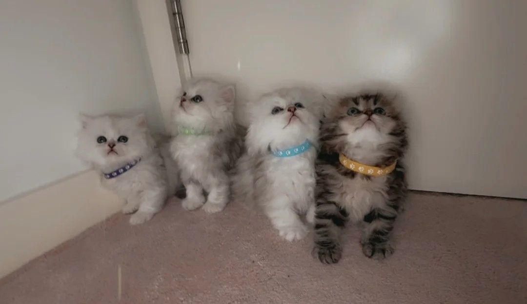 Seltene Schönheit~Perserkätzchen🤍