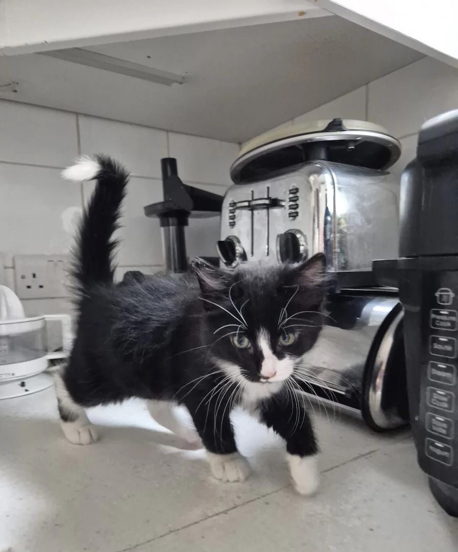 Wunderschöne Norwegische Waldkatzenkätzchen zu verkaufen