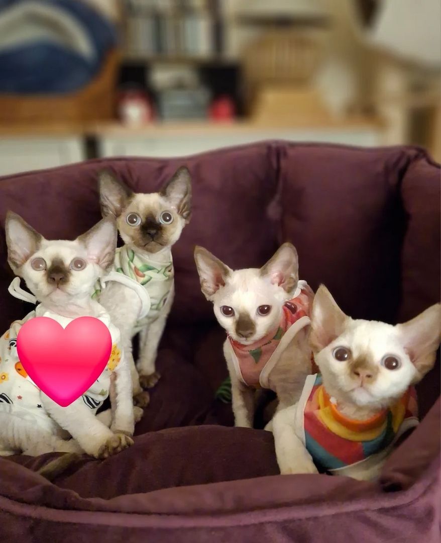 Süße Devon-Kätzchen zu verkaufen