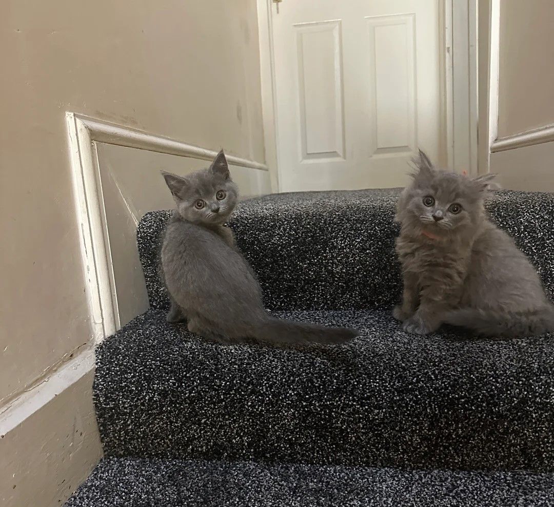 Britisch Kurzhaar Kätzchen