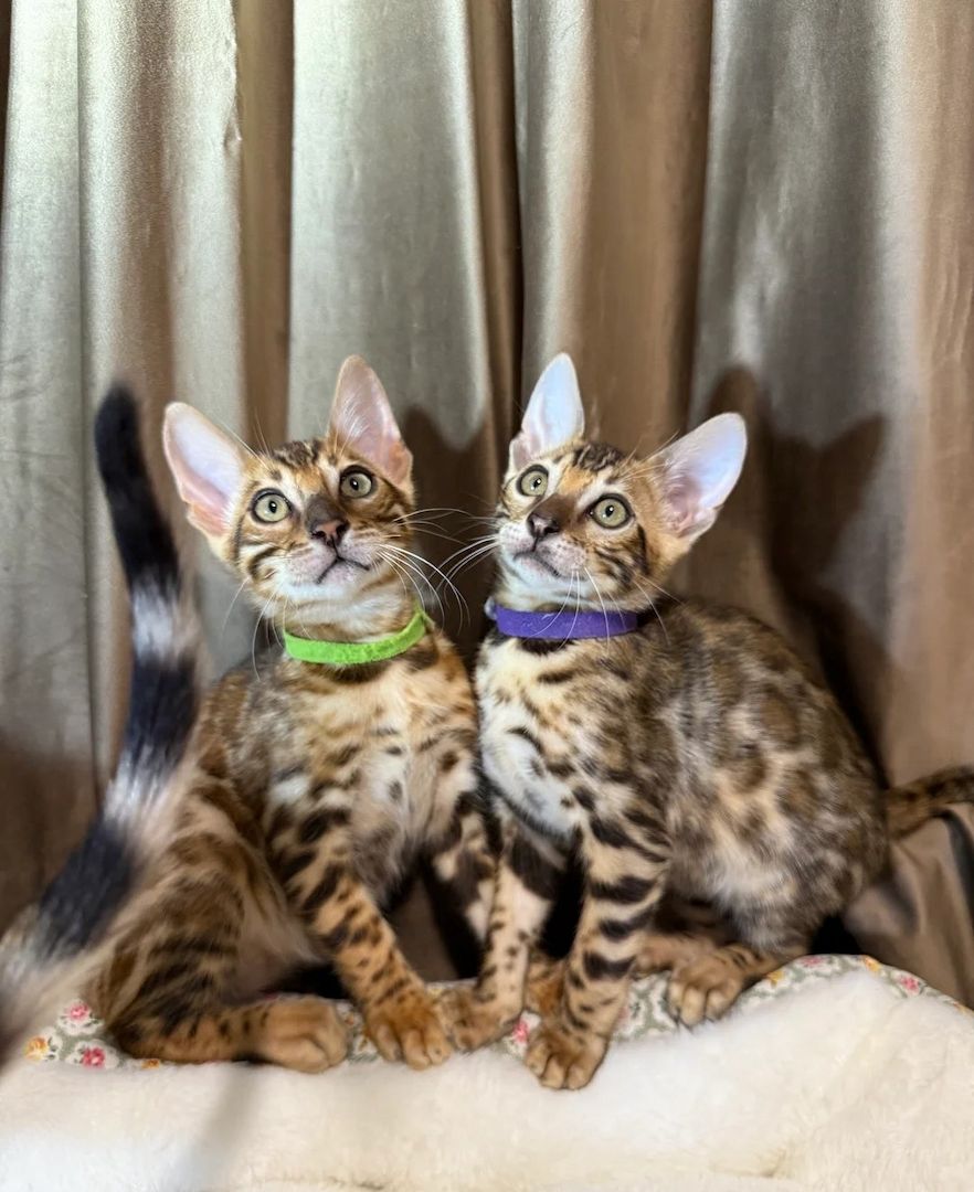 Entzückende Bengalkätzchen