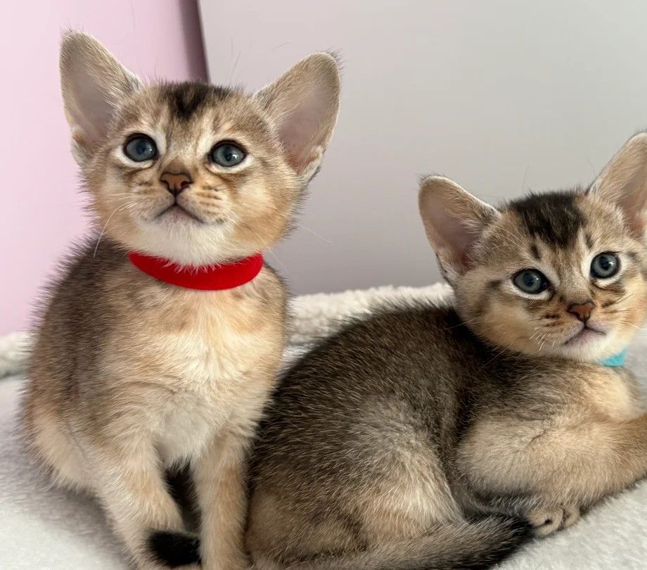 Abessinier süße Kätzchen seltene Farben