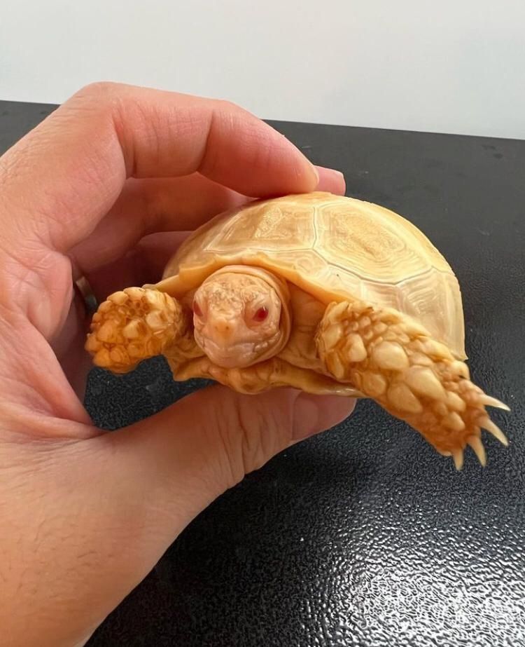 Spornschildkröte (Centrochelys sulcata) zu verkaufen