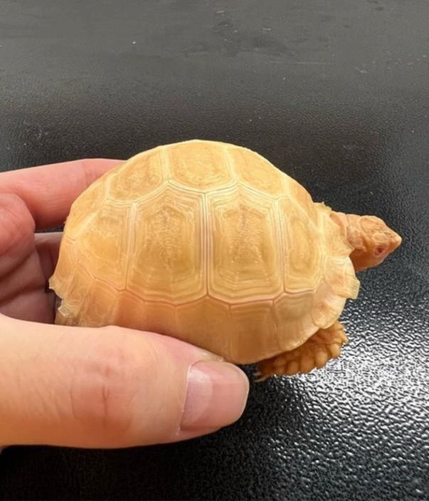 Spornschildkröte (Centrochelys sulcata) zu verkaufen