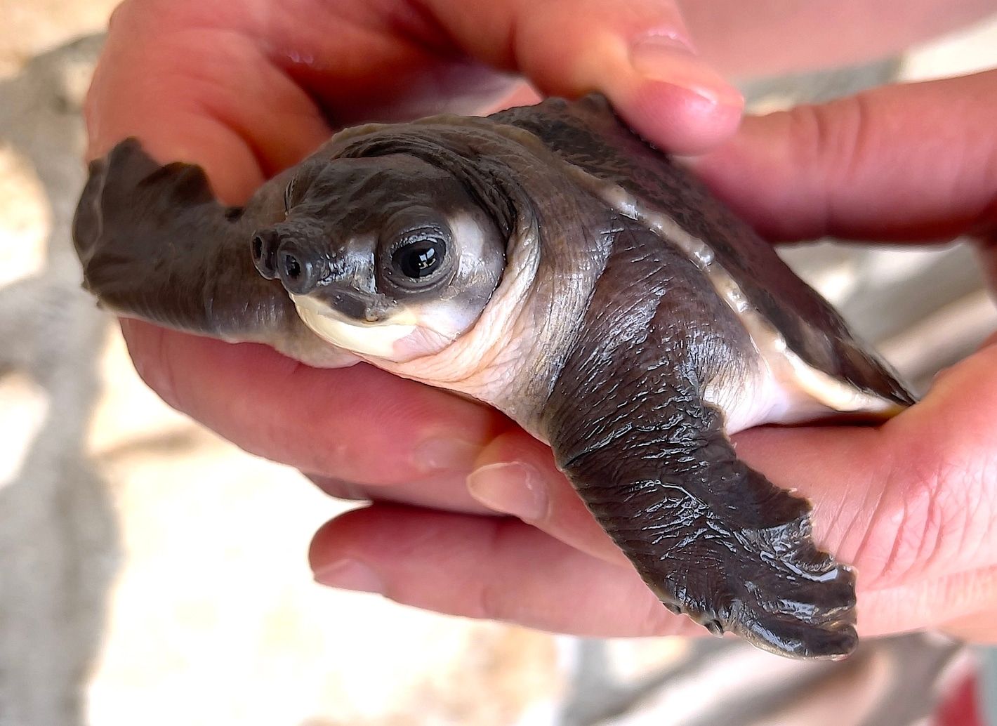 Papua-Weichschildkröte zu verkaufen