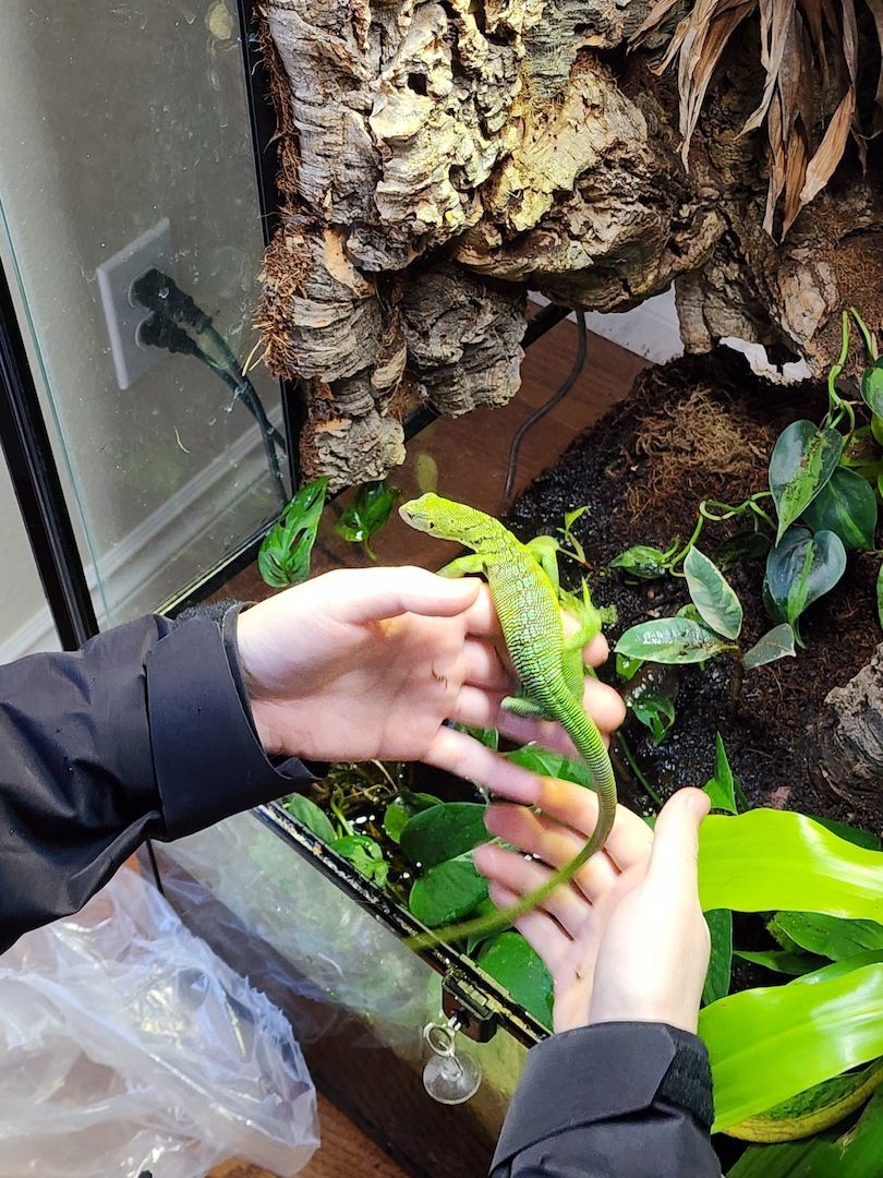 Smaragdwaran (Varanus prasinus) zu verkaufen