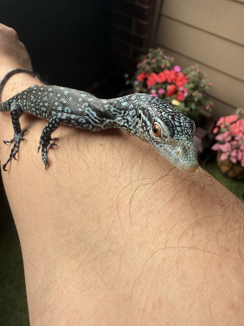 Blauer Baumwaran zu verkaufen