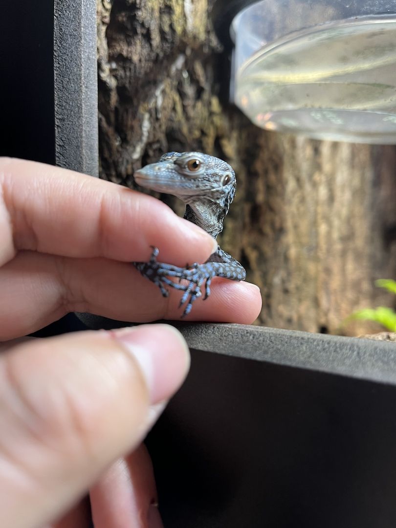 Blauer Baumwaran zu verkaufen