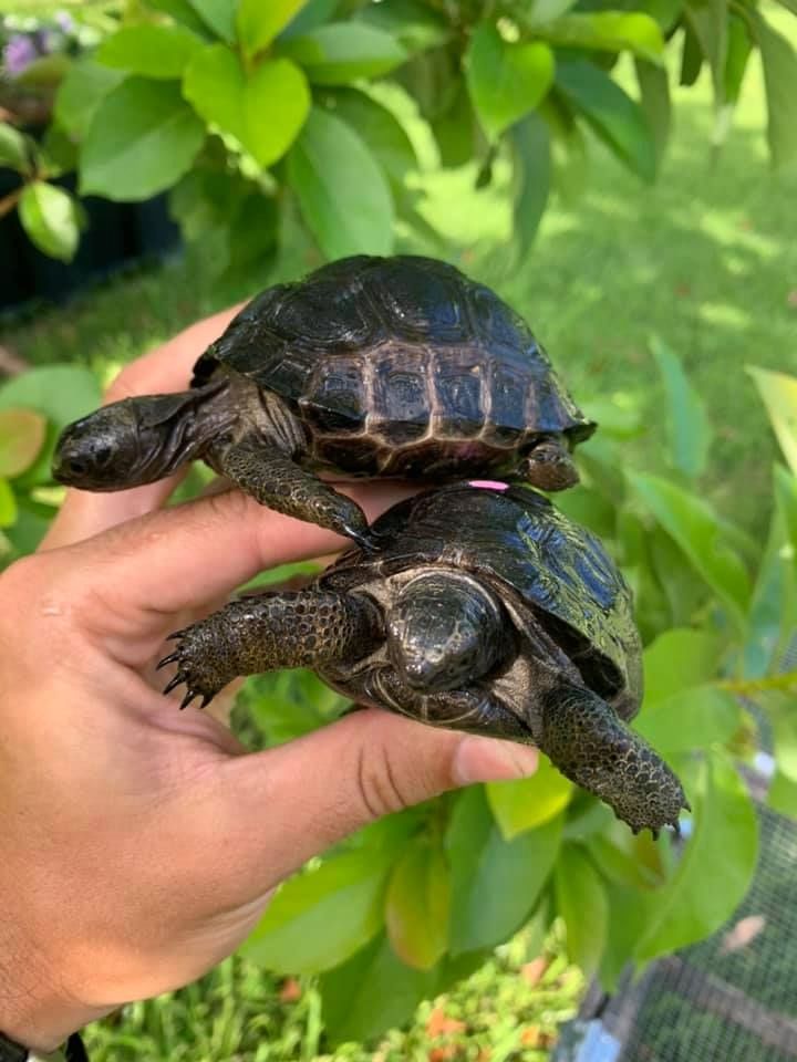 Aldabra-Riesenschildkröte (Aldabrachelys gigantea) zu verkaufen