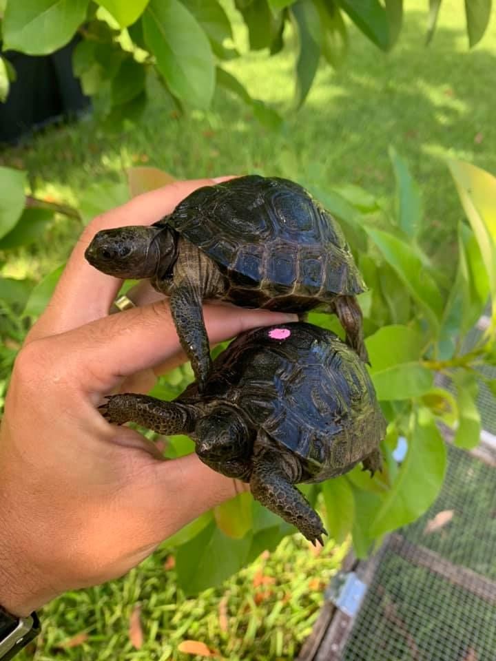 Aldabra-Riesenschildkröte (Aldabrachelys gigantea) zu verkaufen