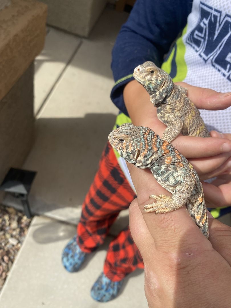 Ornate Uromastyx zu verkaufen