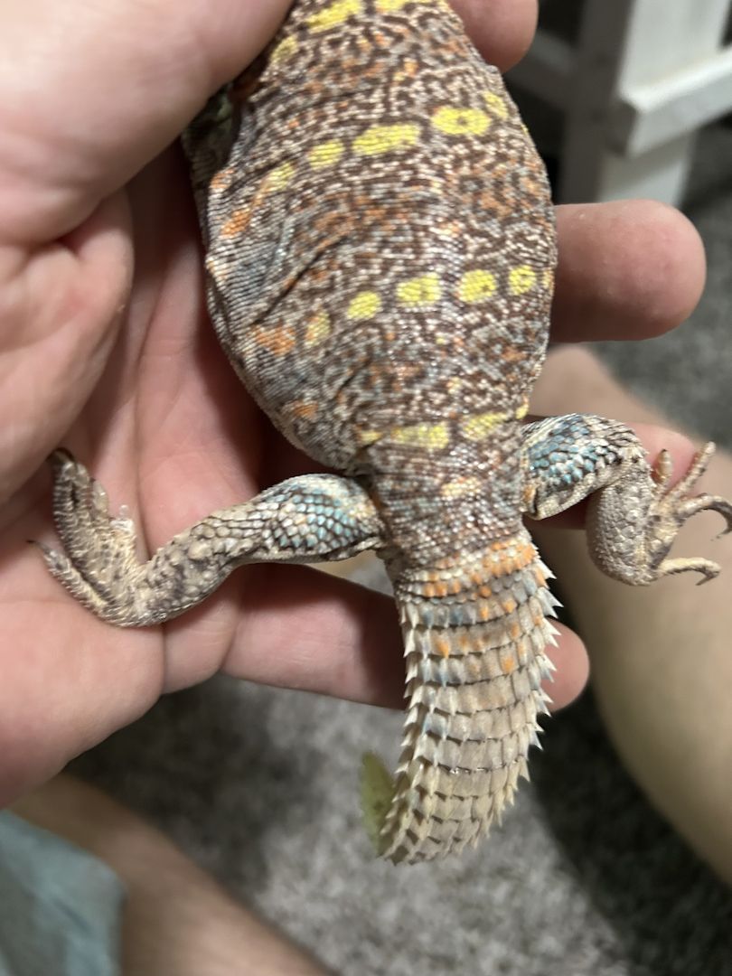 Ornate Uromastyx zu verkaufen