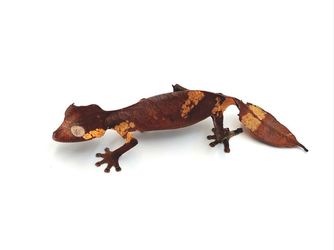 Uroplatus Phantasticus zu verkaufen