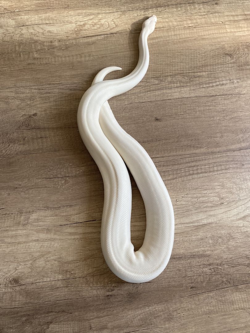 Königspython Bel pos Pastel het Clown