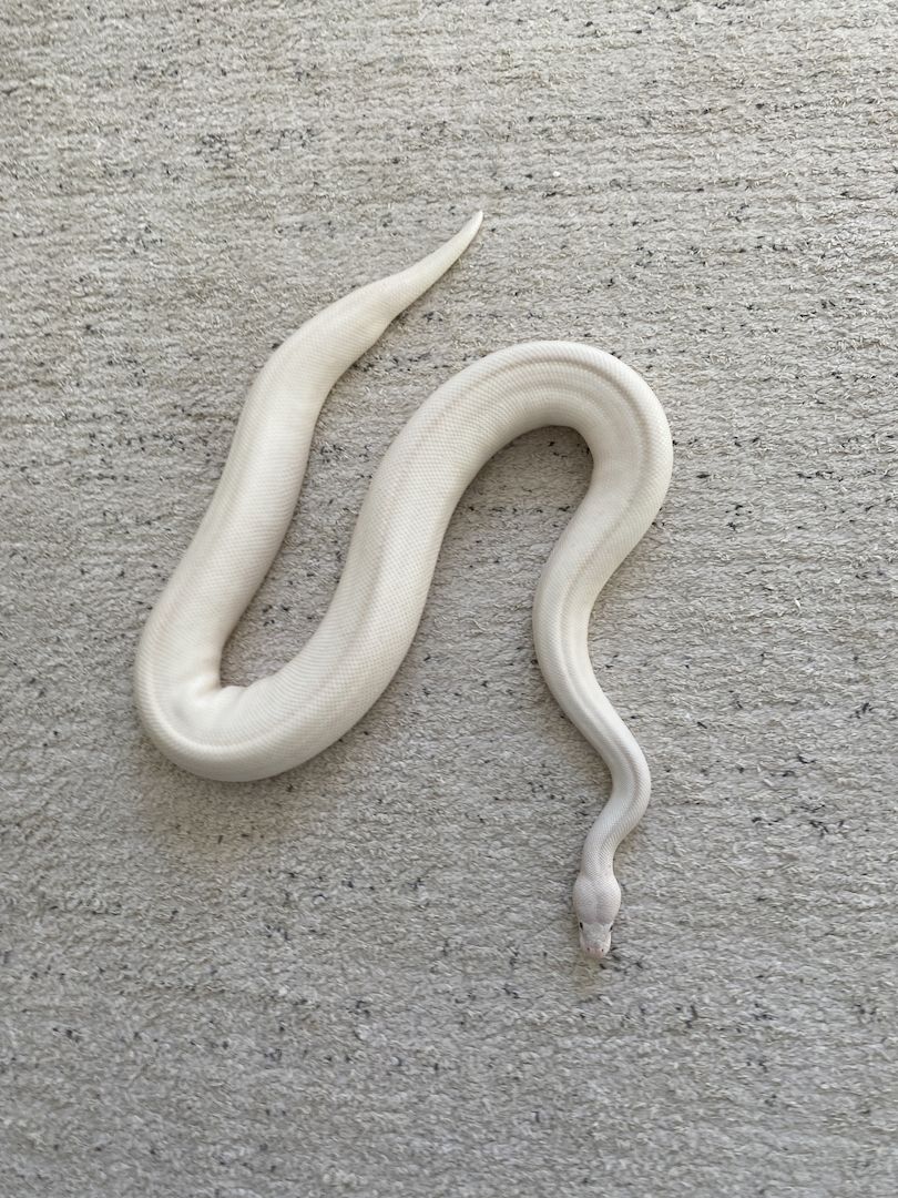 Königspython Bel pos Pastel het Clown