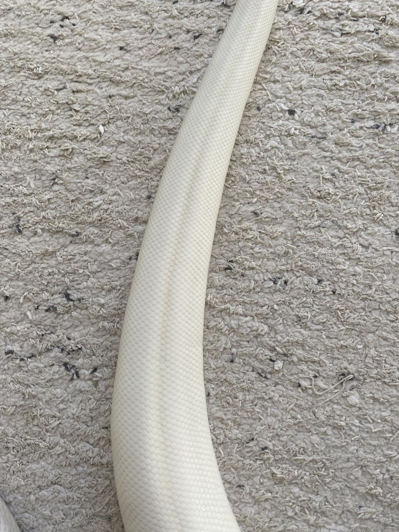 Königspython Bel pos Pastel het Clown