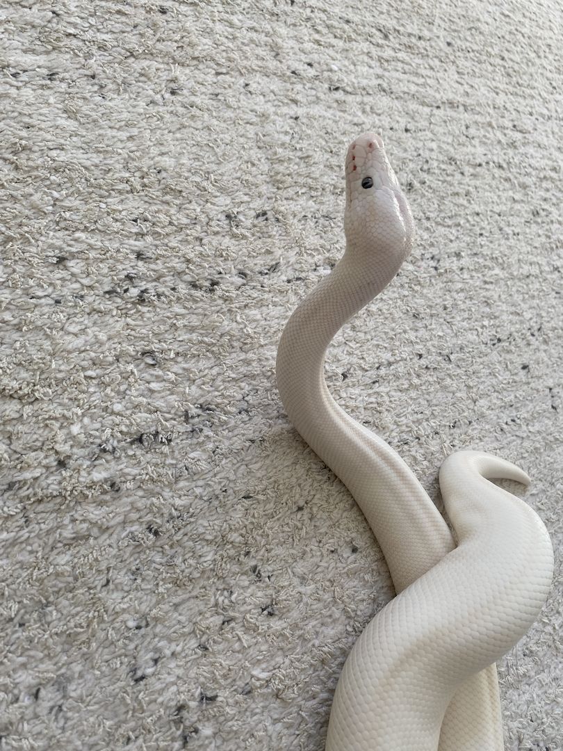 Königspython Bel pos Pastel het Clown