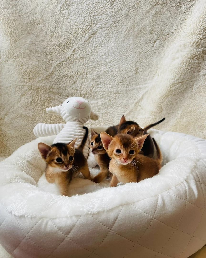 HERAUSRAGENDE ABYSSINIER-KÄTZCHEN VERFÜGBAR