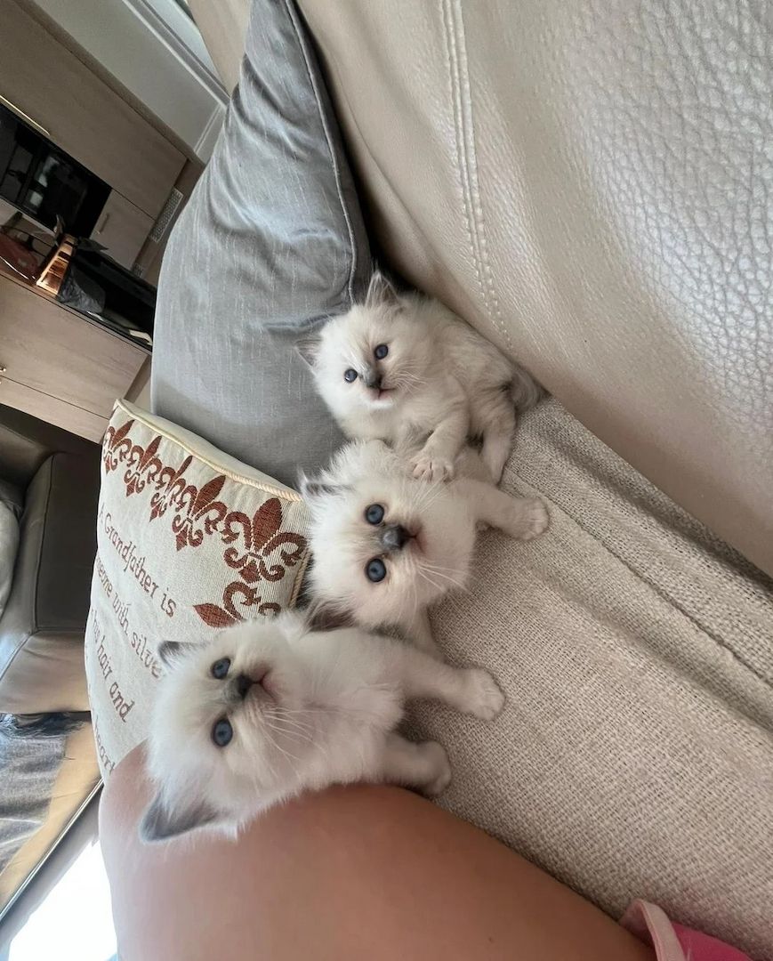 Wunderschöne Birma-Kätzchen