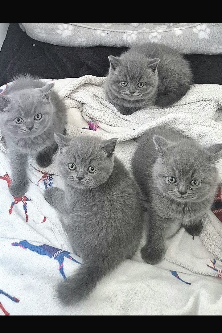 Wunderschöne kleine Britisch Kurzhaar Kätzchen