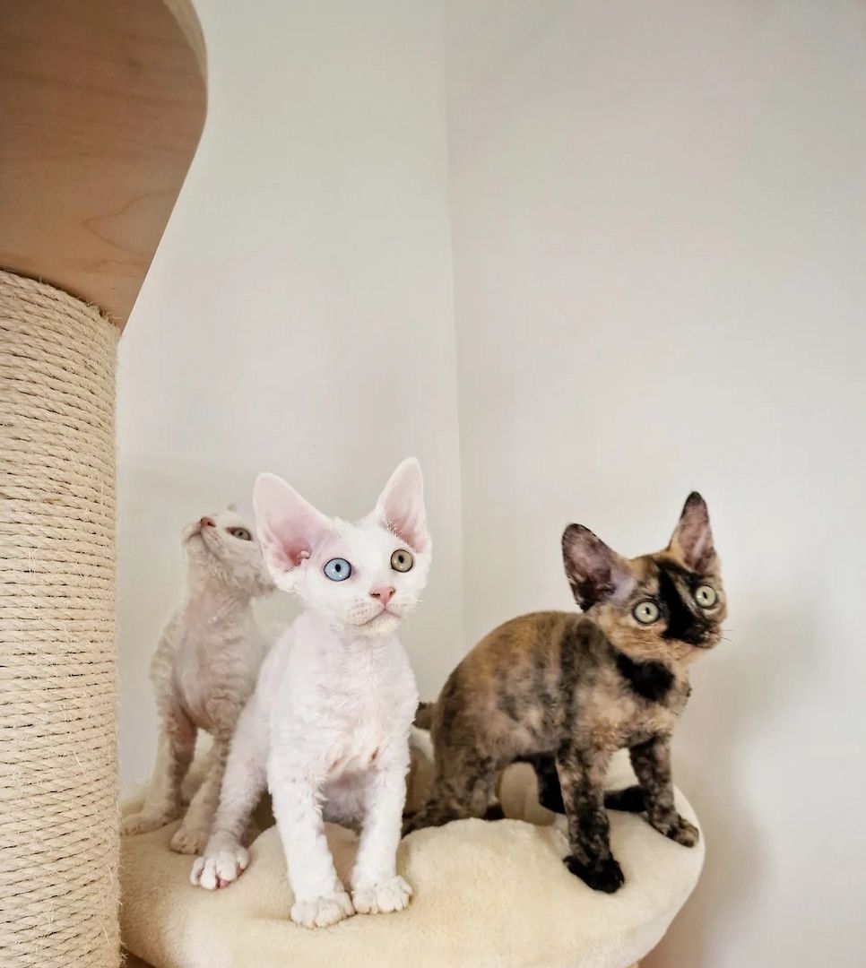 Devon Rex Kätzchen suchen ein neues Zuhause