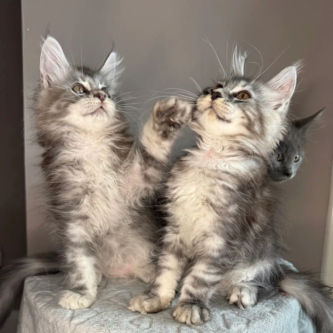 Maine-Coon-Kätzchen suchen ein neues Zuhause!!!