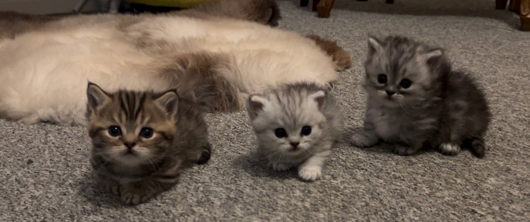 Ein ganz BESONDERER Wurf Munchkins-Kätzchen