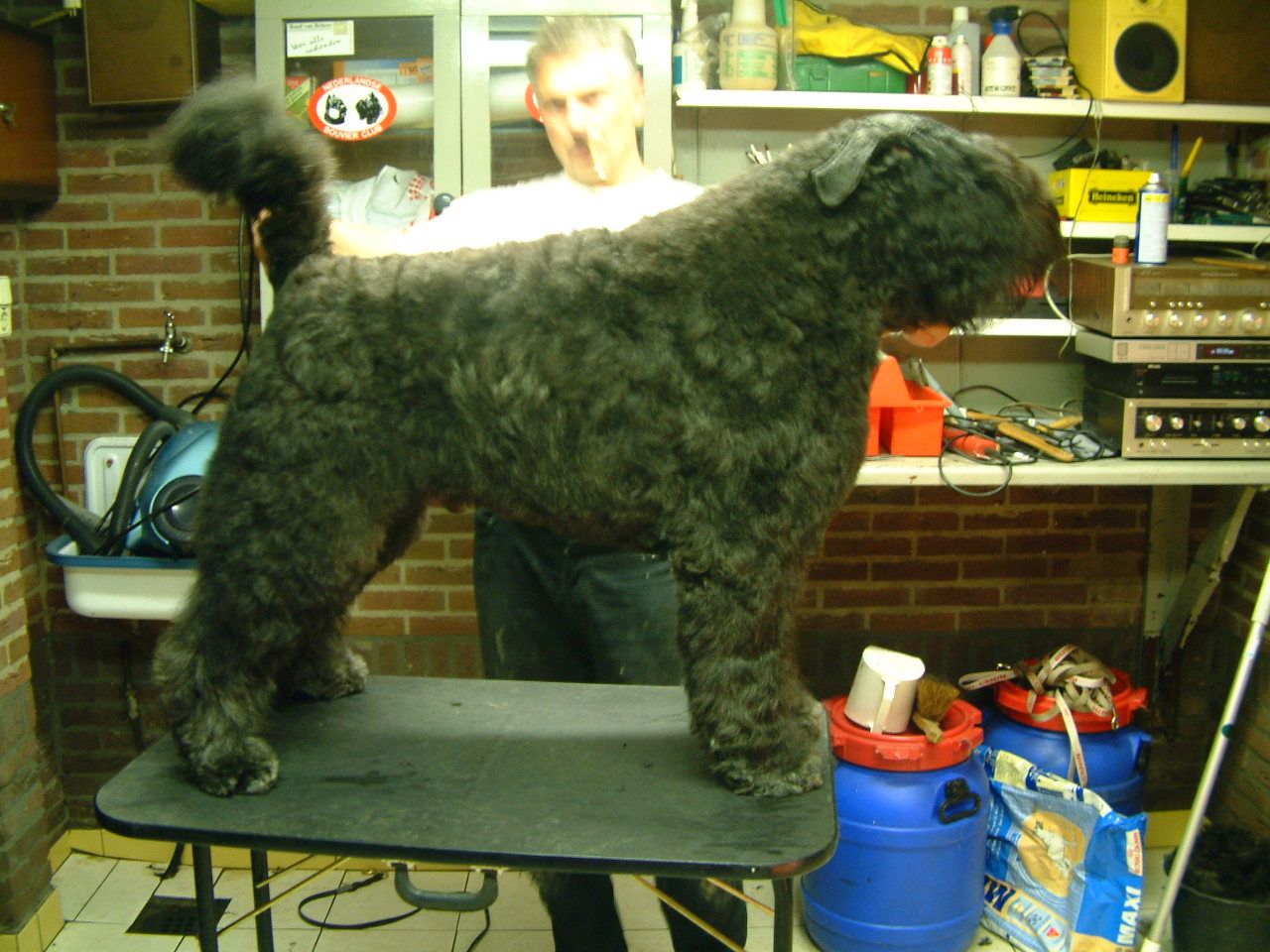 Bouvierwelpen aus Top- Zuchr